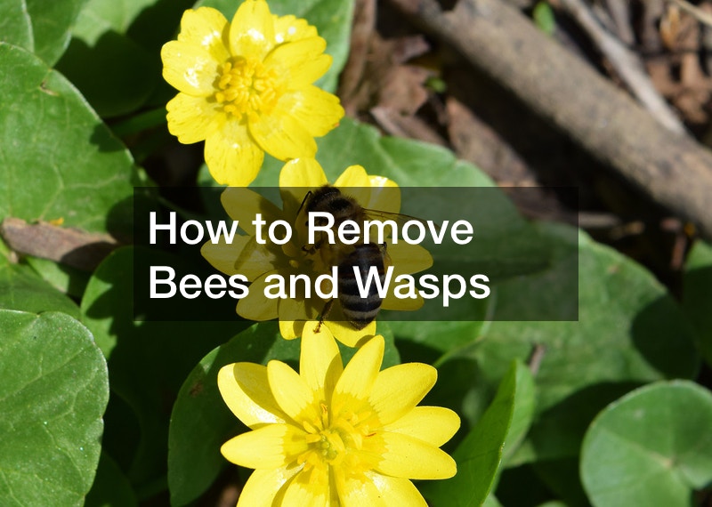 How to Remove Bees and Wasps